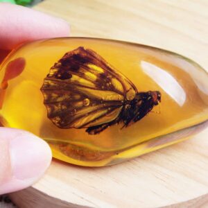 Acxico 1 Pcs Beautiful Amber Butterfly Fossil Insects Manual Polishing