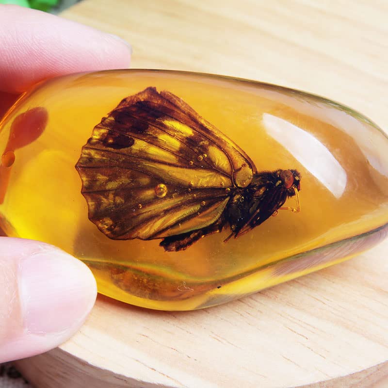 Acxico 1 Pcs Beautiful Amber Butterfly Fossil Insects Manual Polishing