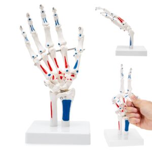 skumod hand joint model, anatomical model of the human hand, showing the ulna and radius, with muscle starting and ending points, simulating the natural state of hand movement