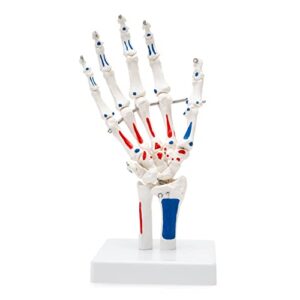 winyousk human hand model with articulated joints for natural movement, show muscle start and end points，hand skeleton model showing ulna and radius