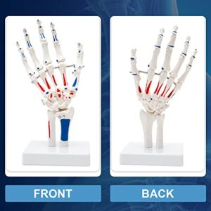 Winyousk Human Hand Model with Articulated Joints for Natural Movement, Show Muscle Start and End Points，Hand Skeleton Model Showing Ulna and Radius