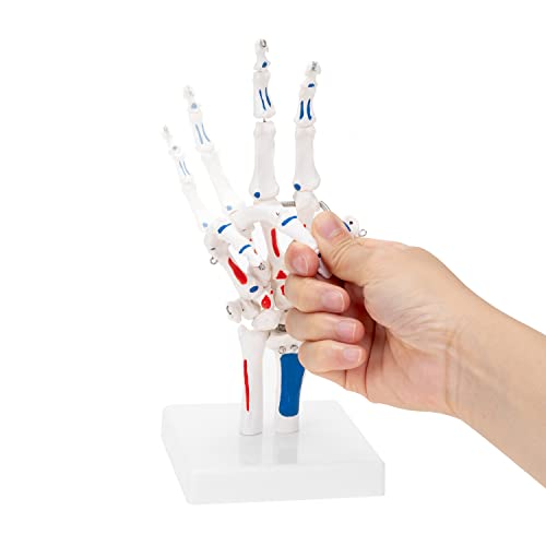 Winyousk Human Hand Model with Articulated Joints for Natural Movement, Show Muscle Start and End Points，Hand Skeleton Model Showing Ulna and Radius