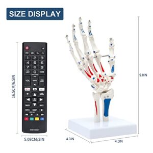 Winyousk Human Hand Model with Articulated Joints for Natural Movement, Show Muscle Start and End Points，Hand Skeleton Model Showing Ulna and Radius