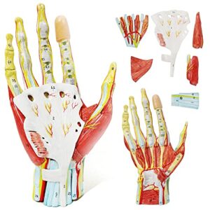 evotech numbered hand anatomical skeleton model w/bones muscles ligaments nerves and blood vessels, 7 parts life size medical quality hand joint easy mounting for medical classroom teaching study