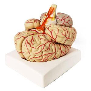 evotech human brain model w/arteries, 9 parts life size anatomy brain model on a base show horizontal plain through eyeball level for science classroom study display, manual included