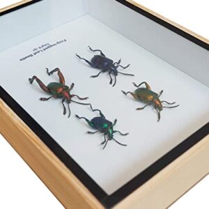 ThaiHonest Real 4 Frog Legged Leaf Beetle Sagra buqueti Insect Taxidermy in Wood Box Display for Collectibles