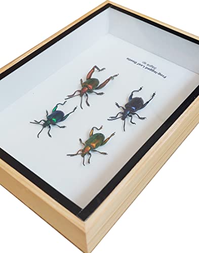 ThaiHonest Real 4 Frog Legged Leaf Beetle Sagra buqueti Insect Taxidermy in Wood Box Display for Collectibles