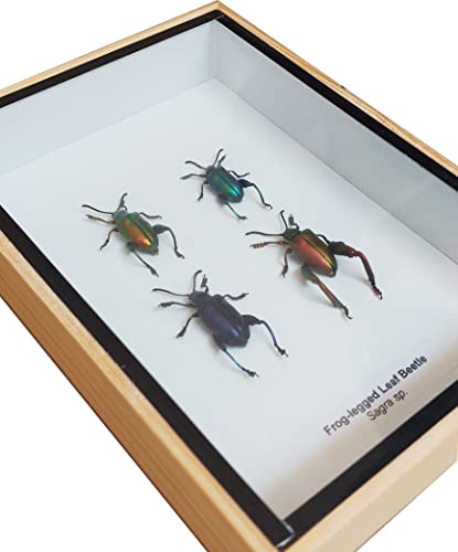 ThaiHonest Real 4 Frog Legged Leaf Beetle Sagra buqueti Insect Taxidermy in Wood Box Display for Collectibles