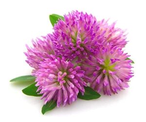todd's seeds red clover seeds, non-gmo, chemical free, high germination (1/4 pound)