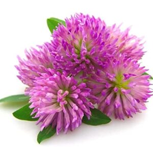 Todd's Seeds Red Clover Seeds, Non-GMO, Chemical Free, High Germination (1/4 Pound)