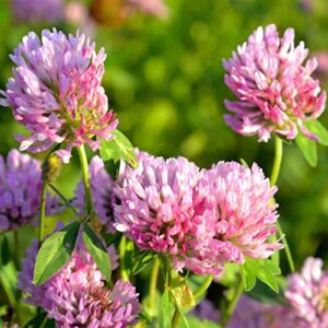 Todd's Seeds Red Clover Seeds, Non-GMO, Chemical Free, High Germination (1/4 Pound)