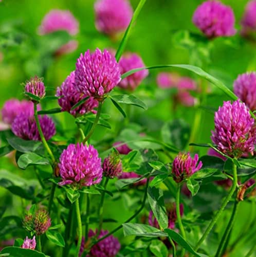 Todd's Seeds Red Clover Seeds, Non-GMO, Chemical Free, High Germination (1/4 Pound)