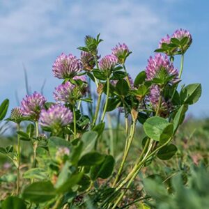 Todd's Seeds Red Clover Seeds, Non-GMO, Chemical Free, High Germination (1/4 Pound)