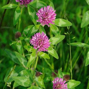 Todd's Seeds Red Clover Seeds, Non-GMO, Chemical Free, High Germination (1/4 Pound)