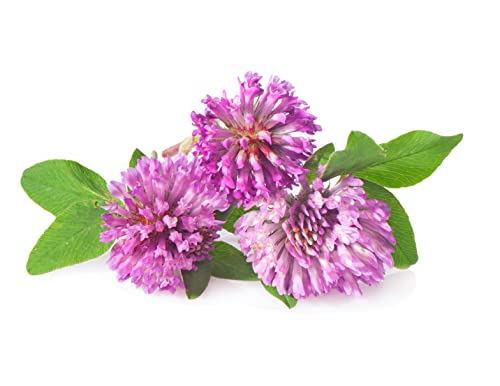 Todd's Seeds Red Clover Seeds, Non-GMO, Chemical Free, High Germination (1/4 Pound)