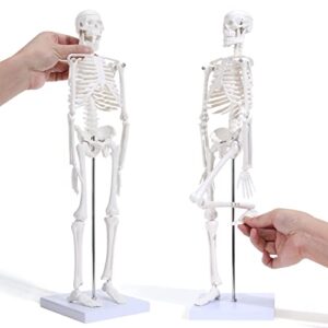 asintod 17" mini size skeleton model, anatomy medical human skeleton model for study, teaching and display anywhere, scientific human skeleton model with movable arms and legs