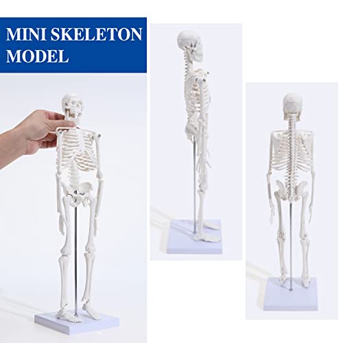 ASINTOD 17" Mini Size Skeleton Model, Anatomy Medical Human Skeleton Model for Study, Teaching and Display Anywhere, Scientific Human Skeleton Model with Movable Arms and Legs