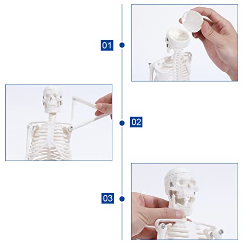 ASINTOD 17" Mini Size Skeleton Model, Anatomy Medical Human Skeleton Model for Study, Teaching and Display Anywhere, Scientific Human Skeleton Model with Movable Arms and Legs