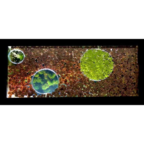 Invisible Feeding Ring (Customizable and Auto-Leveling) Food Portal for Floating Plant Aquariums and Fish Tanks (Standard 2.5" Feeding Ring)