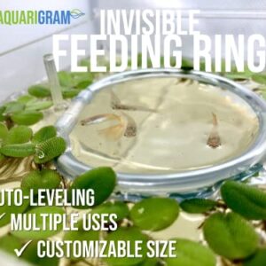 Invisible Feeding Ring (Customizable and Auto-Leveling) Food Portal for Floating Plant Aquariums and Fish Tanks (Standard 2.5" Feeding Ring)