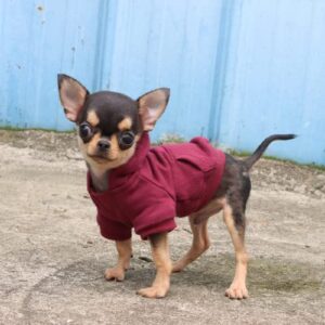 LOPHIPETS Dog Hoodies Sweatshirts for Small Dogs Teacup Chihuahua Yorkie Puppy Clothes Cold Weather Coat-Red/XXS