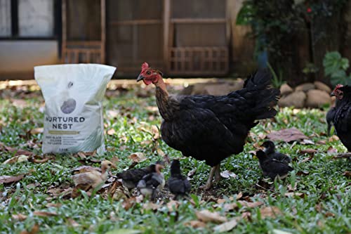 Nurtured Nest Premium Black Soldier Larvae - High Protein/High Calcium Chicken Treats - Better Than Mealworms - Non-GMO, Additive Free (2.5 lb)