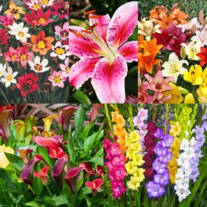 complete summer flower bulb garden - 75 bulbs for 50 days of continuous blooms (summer color from july through october) - easy to grow summer planting bulbs by willard & may
