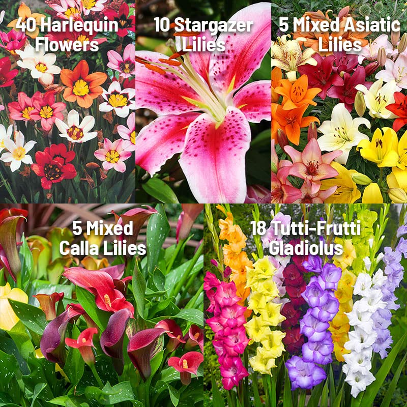 Complete Summer Flower Bulb Garden - 75 Bulbs for 50 Days of Continuous Blooms (Summer Color from July Through October) - Easy to Grow Summer Planting Bulbs by Willard & May