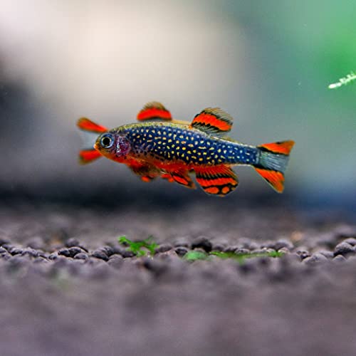 Neat&Tidy Galaxy Rasbora/Celestial Pearl Danio Small - 8 Pack Live Freshwater Aquarium Fish