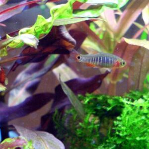 Emerald Dwarf Rasbora - 8 Pack Live Freshwater Aquarium Fish