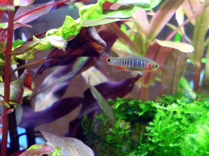 Emerald Dwarf Rasbora - 8 Pack Live Freshwater Aquarium Fish