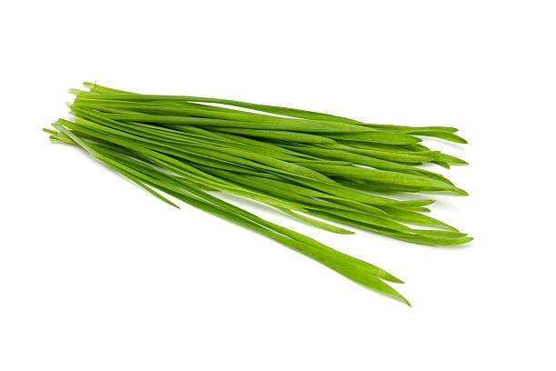 Todd's Seeds Wheatgrass Seeds; Hard Red Winter Wheat, Non-GMO, Chemical Free, High Germination (1/4 Pound)