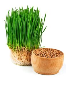 todd's seeds wheatgrass seeds; hard red winter wheat, non-gmo, chemical free, high germination (1/4 pound)