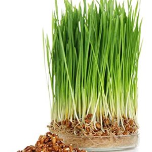 Todd's Seeds Wheatgrass Seeds; Hard Red Winter Wheat, Non-GMO, Chemical Free, High Germination (1/4 Pound)