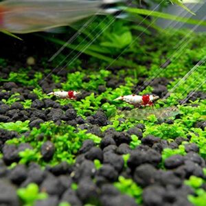 Aquarium Live Plant Seeeds, Fresh Water Grass Se EDS 1oz Mini Leaf Small Pearl for Fish Tank Terrarium Aquatic Dwarf Carpet Decor Decoration AAA