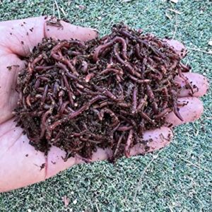 Nature's Dream Ranch 150 Count Live Red Wiggler Earthworms Vermicomposting Garden Red Wrigglers - Farm Composting, EW001-150A 0