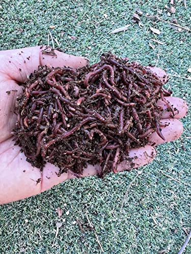 Nature's Dream Ranch 150 Count Live Red Wiggler Earthworms Vermicomposting Garden Red Wrigglers - Farm Composting, EW001-150A 0