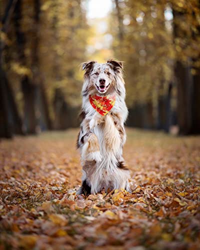 Fall Dog Bandana, Festival Pets Scarf for Thanksgiving Daily Use in Autumn