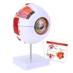 hingons 6x enlarged human eye anatomical model, anatomically eyeball display model with removable stand for medical science education & anatomy