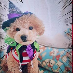 ANIAC Pet Halloween Costume Dog Cat Spider Witch Hat and Collar Set Puppy Magic Wizard Cap Holiday Party Cosplay Head Accessories Kitten Funny Topper Head wear (A)