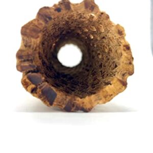 Aqua Natural Cholla Log 2in - 3in Wide x 6in Long Hollow Single Piece for Shrimp, Geckos, Skinks and Other Lizards