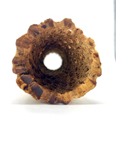 Aqua Natural Cholla Log 2in - 3in Wide x 6in Long Hollow Single Piece for Shrimp, Geckos, Skinks and Other Lizards