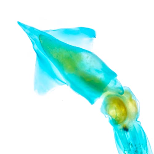 KAIRU ECO-ART STUDIO Diaphonized/ Transparent specimen, Deep sea creature of West Pacific,Squid, Teuthida