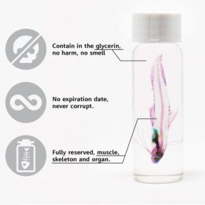 KAIRU ECO-ART STUDIO Diaphonized/ Transparent specimen, Deep sea creature of West Pacific,Squid, Teuthida