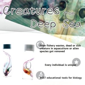 KAIRU ECO-ART STUDIO Diaphonized/ Transparent specimen, Deep sea creature of West Pacific,Squid, Teuthida