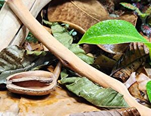 Josh's Frogs Guava Leaves Aquarium Leaf Litter (10 Count)