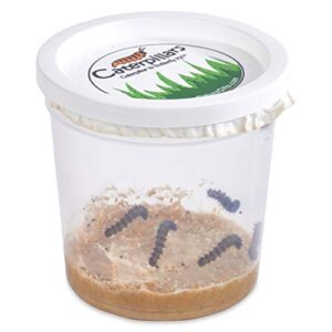 nature gift store 5 live caterpillars shipped now- butterfly kit refill only
