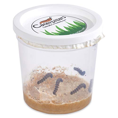 Nature Gift Store 5 Live Caterpillars Shipped Now- Butterfly Kit Refill ONLY