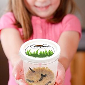 Nature Gift Store 5 Live Caterpillars Shipped Now- Butterfly Kit Refill ONLY