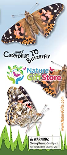 Nature Gift Store 5 Live Caterpillars Shipped Now- Butterfly Kit Refill ONLY